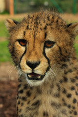 Gepard
