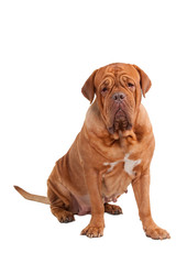 Sitting Wise Wrinkled Attentive French Mastiff Looking at Camera