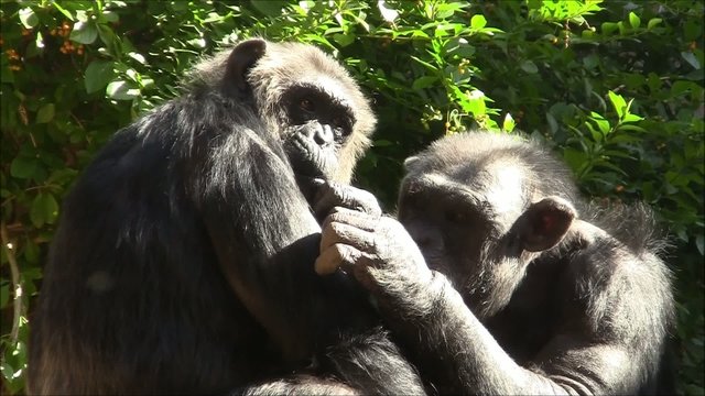 Chimpansen