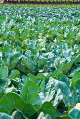cabbage farm