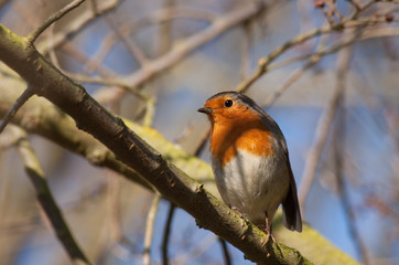European Robin Redbreast  perched on a branch