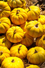 pumpkin in thai farm festival