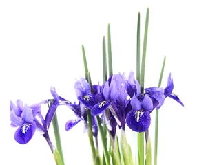 Printed roller blinds Iris iris reticulata