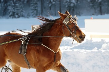 Fototapeta na wymiar Koń wyścigowy