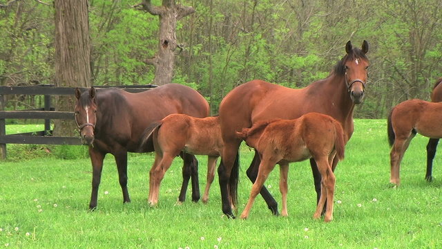 Foal Nursing