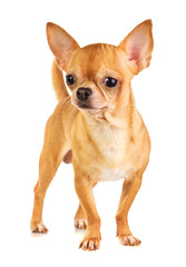 Obraz premium Chihuahua