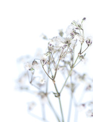 Baby's Breath - Gypsophila