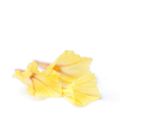 Fototapeta premium Yellow statice flowers on white background