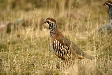 Perdiz