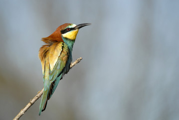 Abejarucos