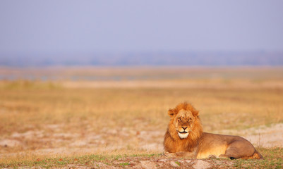 Lion (panthera leo) in savannah