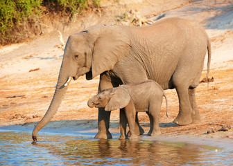 Large herd of African elephants