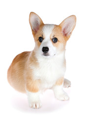Pembroke Welsh Corgi puppy
