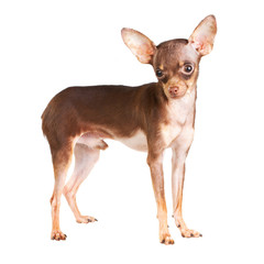 Russian toy terrier