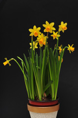 Narcissus in pot