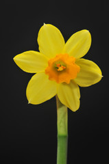 Obraz premium Single head of narcissus