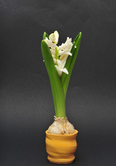 Hyacinth bulb in earthenware pot