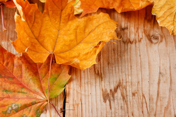 Dry leaves on the wood background