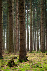 Trees in the woods