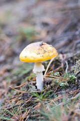 mushroom growing in the forest