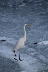 ダイサギ