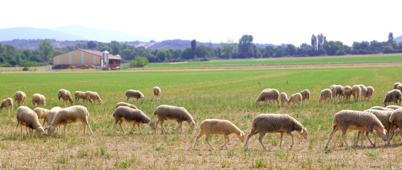 sheep flock grazing meadow in grass field