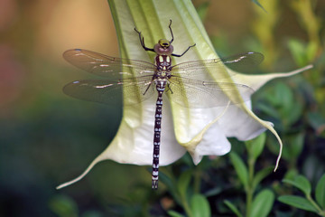 Libelle an einer Blüte