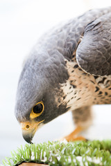 Hawk head and cristal eye
