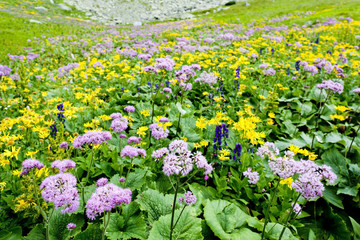 Kvetnica, Vysoke Tatry (High Tatras), Slovakia