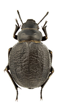 Pimelia goryi