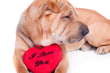 valentine dog