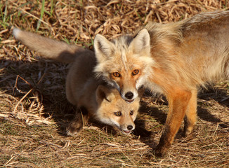 Red Fox vixen with pup on Hecla Island in Manitoba