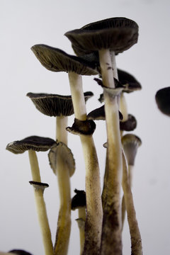 Psilocybin B+ mushrooms
