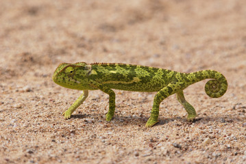 Chamäleon
