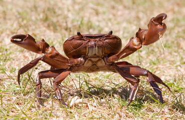 Agressive brown crab on grass standing up