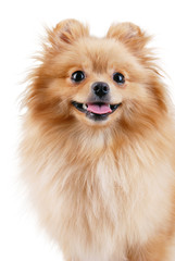 Smiling pomeranian dog.