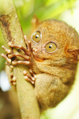 Tarsier