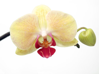 Fototapeta na wymiar Yellow orchid