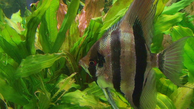 Angelfish in Aquarium 02
