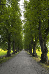 Avenue in rapeseed field