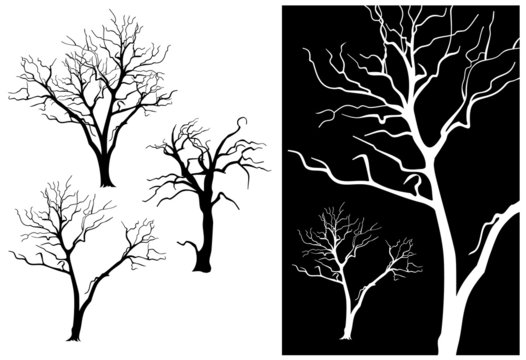 Garden trees silhouettes