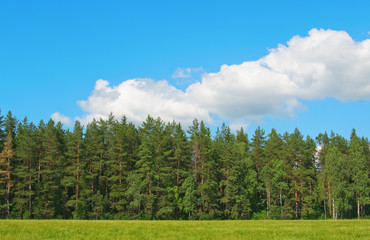 Dense wall of forest trees