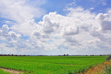 Fototapeta na wymiar Italy Padana plain near Ravenna