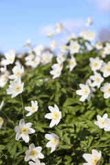Anemone nemorosa flowers