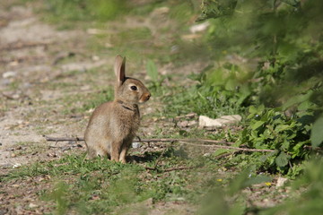 Lapin de garenne (Oryctogalus cuniculus)