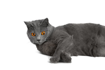 chat chartreux