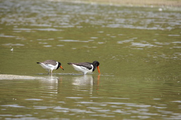 Huîtrier pie (Haematopus ostralegus)