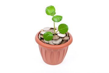 Seedling growing in money