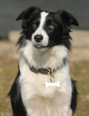 BORDER COLLIE.