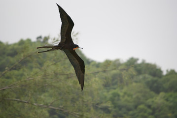 Fregata in jamaica